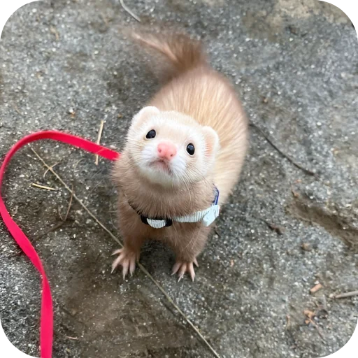 🥰 Стикер «Хорьки» для Telegram