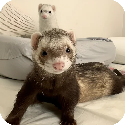 🥰 Стикер «Хорьки» для Telegram