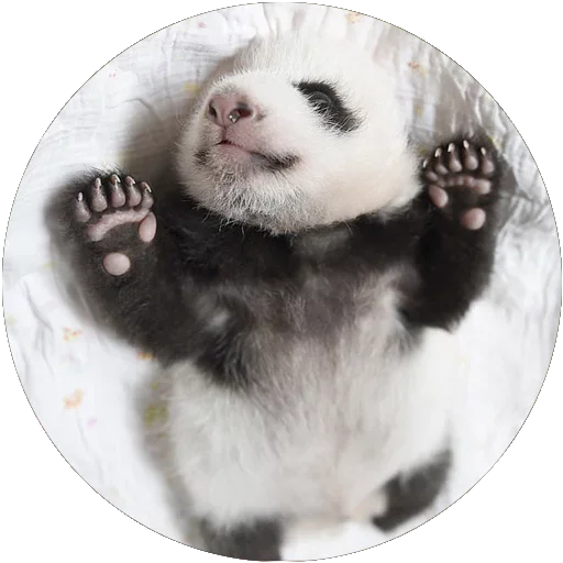 🐼 Стикер «Kids Animals» для Telegram