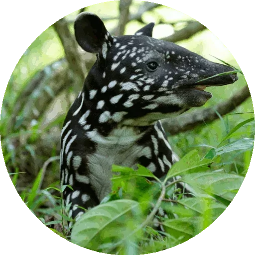 🐛 Стикер «Kids Animals» для Telegram