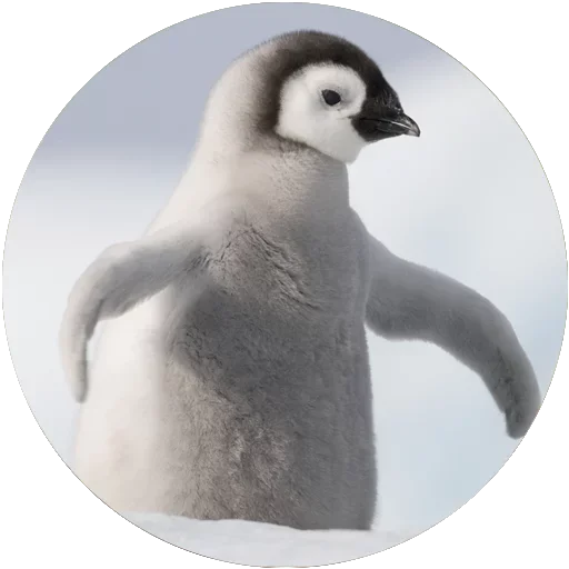 🐧 Стикер «Kids Animals» для Telegram