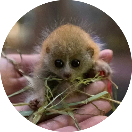 👶 Стикер «Kids Animals» для Telegram