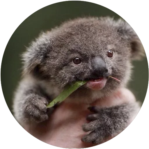 🐨 Стикер «Kids Animals» для Telegram
