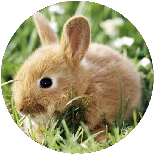🐇 Стикер «Kids Animals» для Telegram
