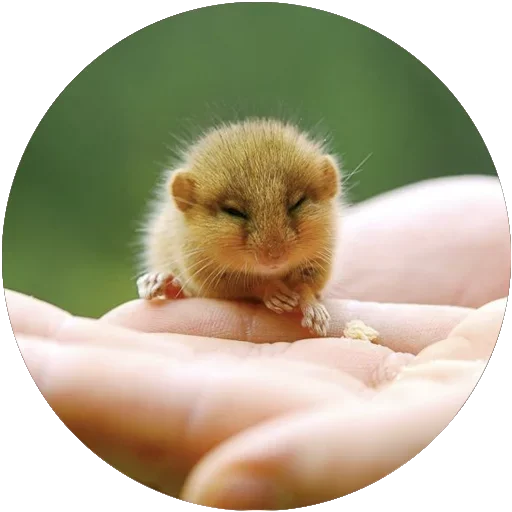 👼 Стикер «Kids Animals» для Telegram