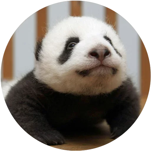 Стикерпак Kids Animals для Telegram — скачать