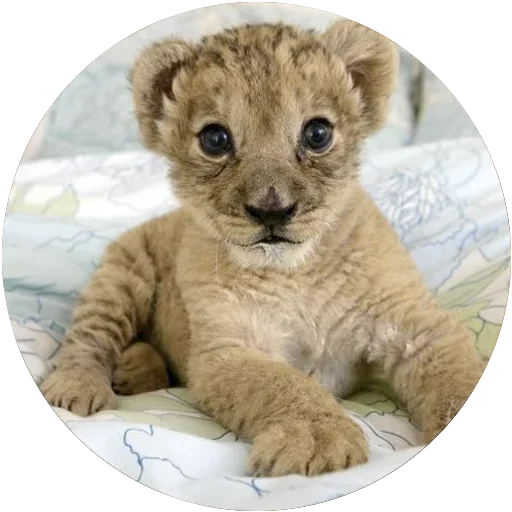🐯 Стикер «Kids Animals» для Telegram