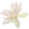 🪷 Эмодзи «KIGARAF» для Telegram