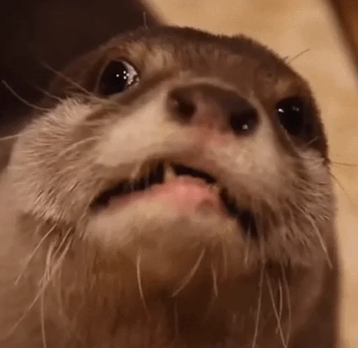 😤 Стикер «Kinaco» для Telegram