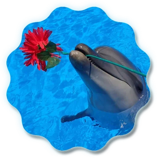 🐬 Стикер «Добро и радость» для Telegram