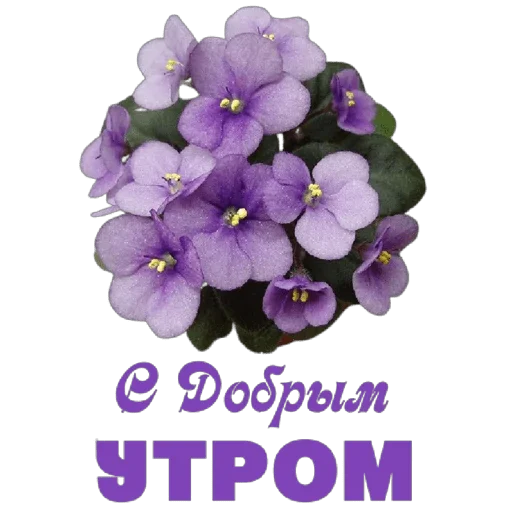 🌞 Стикер «Школа вежливости» для Telegram