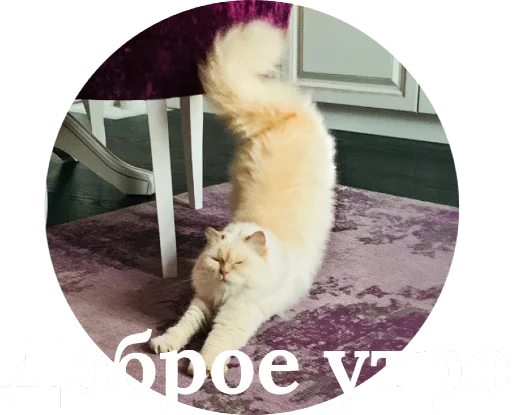 Стикерпак Кинкиса для Telegram — скачать