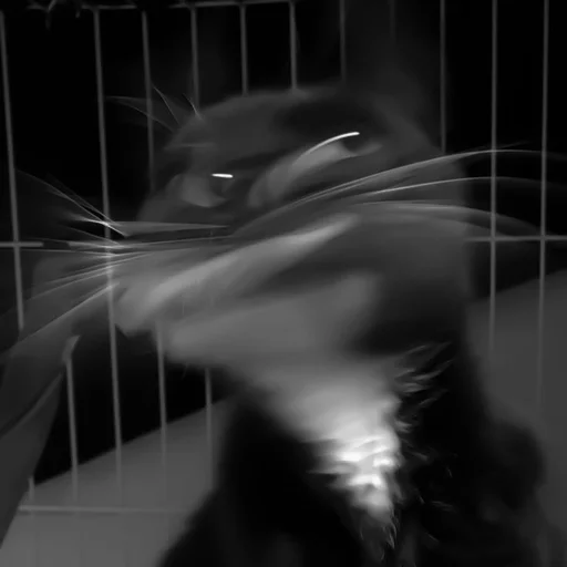🐈‍⬛️ Стикер «котики няшки» для Telegram