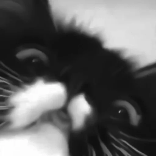 🐈‍⬛️ Стикер «котики няшки» для Telegram