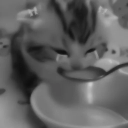 🐈‍⬛️ Стикер «котики няшки» для Telegram