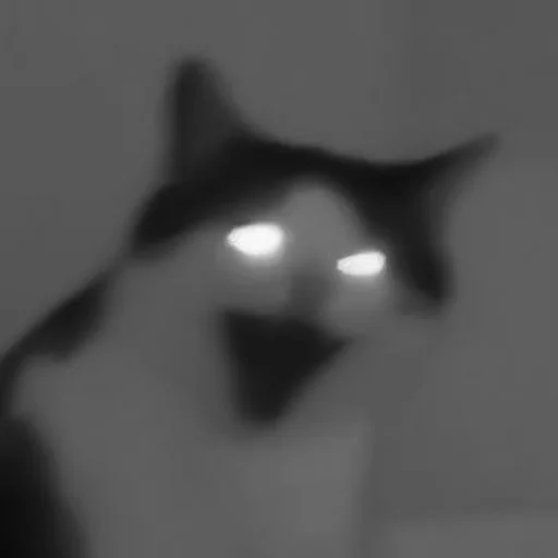 🐈‍⬛️ Стикер «котики няшки» для Telegram