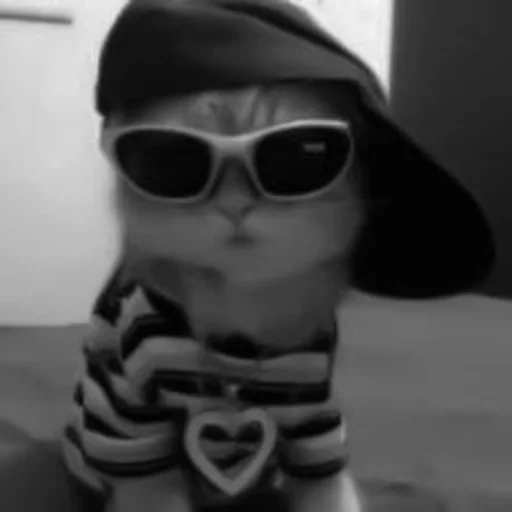 🐈‍⬛️ Стикер «котики няшки» для Telegram