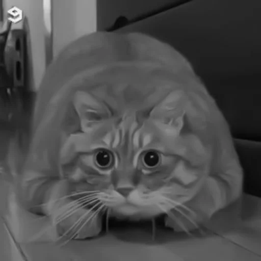 🐈‍⬛️ Стикер «котики няшки» для Telegram