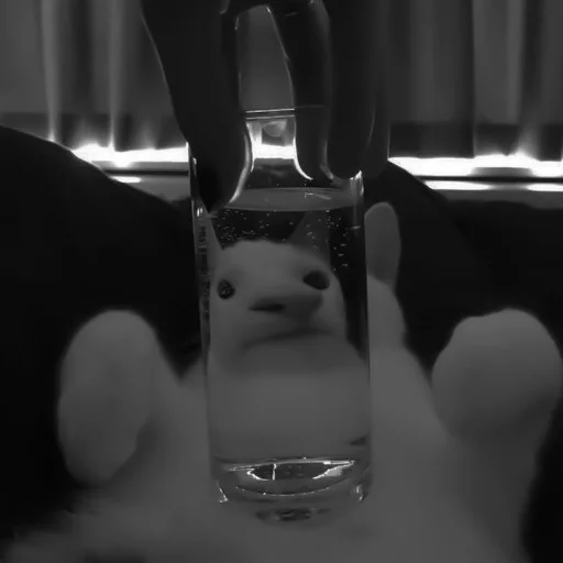🐈‍⬛️ Стикер «котики няшки» для Telegram