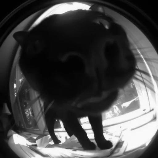 🐈‍⬛️ Стикер «котики няшки» для Telegram