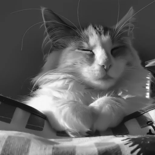 🐈‍⬛️ Стикер «котики няшки» для Telegram
