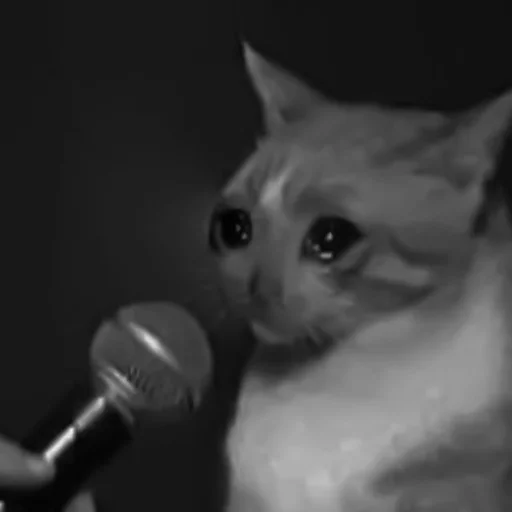 🐈‍⬛️ Стикер «котики няшки» для Telegram