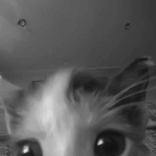 🐈‍⬛️ Стикер «котики няшки» для Telegram