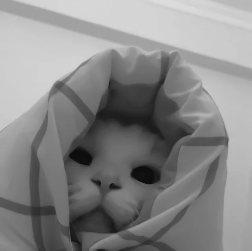 🐈‍⬛️ Стикер «котики няшки» для Telegram
