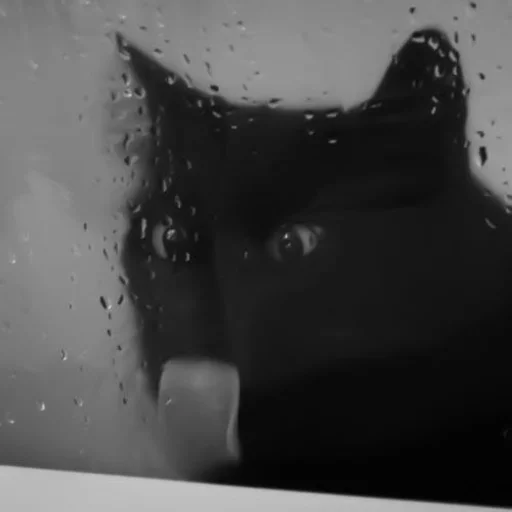 🐈‍⬛️ Стикер «котики няшки» для Telegram