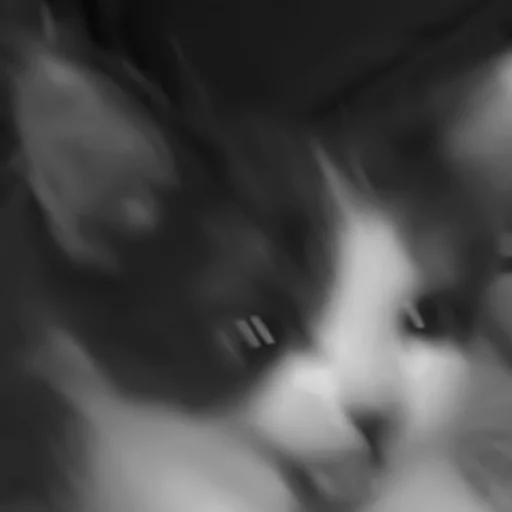 🐈‍⬛️ Стикер «котики няшки» для Telegram