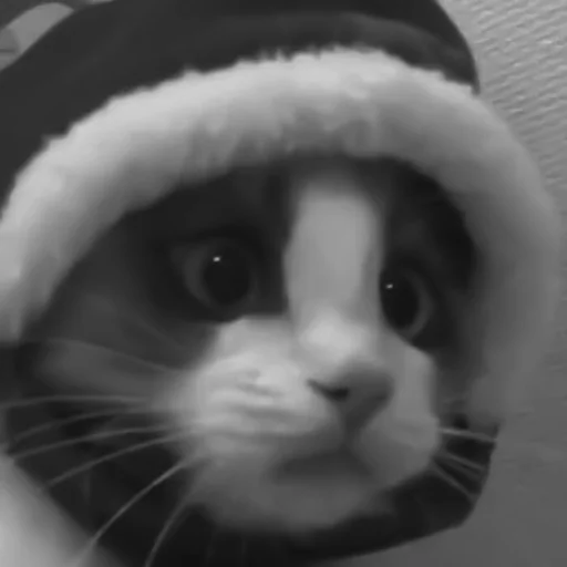 🐈‍⬛️ Стикер «котики няшки» для Telegram