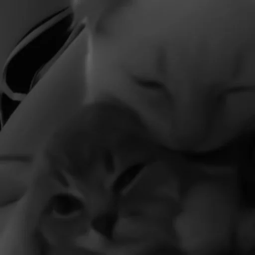 🐈‍⬛️ Стикер «котики няшки» для Telegram