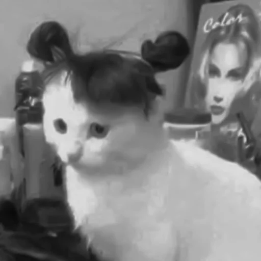 🐈‍⬛️ Стикер «котики няшки» для Telegram
