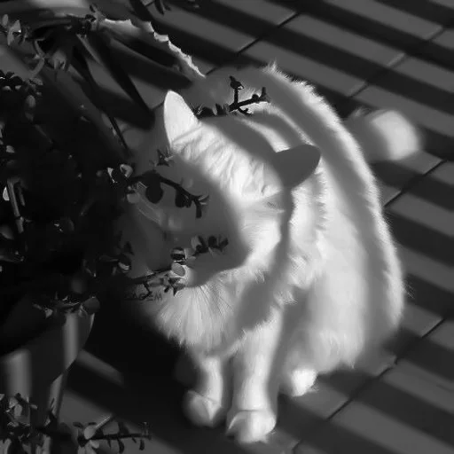 🐈‍⬛️ Стикер «котики няшки» для Telegram