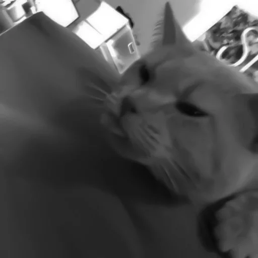 🐈‍⬛️ Стикер «котики няшки» для Telegram