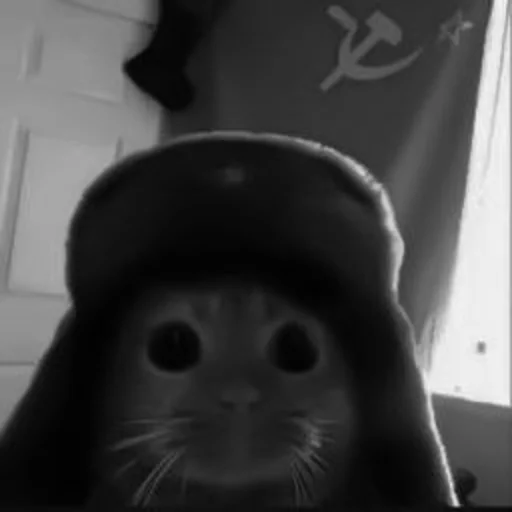 🐈‍⬛️ Стикер «котики няшки» для Telegram