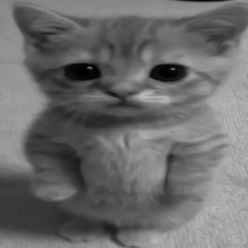 🐈‍⬛️ Стикер «котики няшки» для Telegram