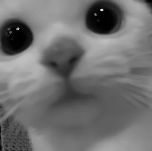 🐈‍⬛️ Стикер «котики няшки» для Telegram