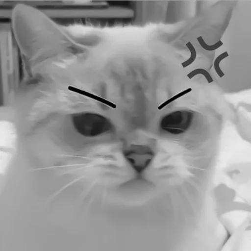 🐈‍⬛️ Стикер «котики няшки» для Telegram