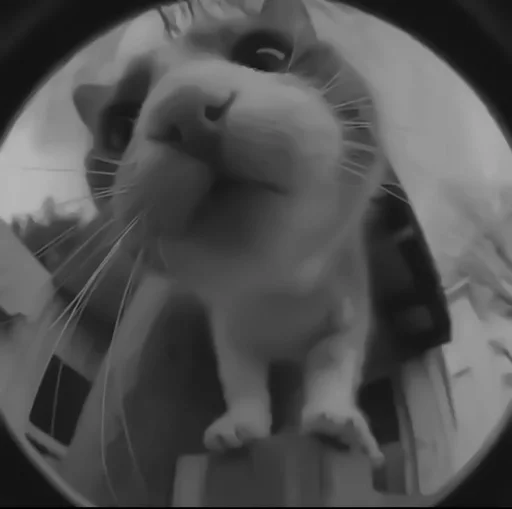 🐈‍⬛️ Стикер «котики няшки» для Telegram