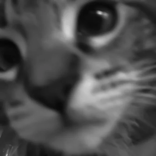 🐈‍⬛️ Стикер «котики няшки» для Telegram