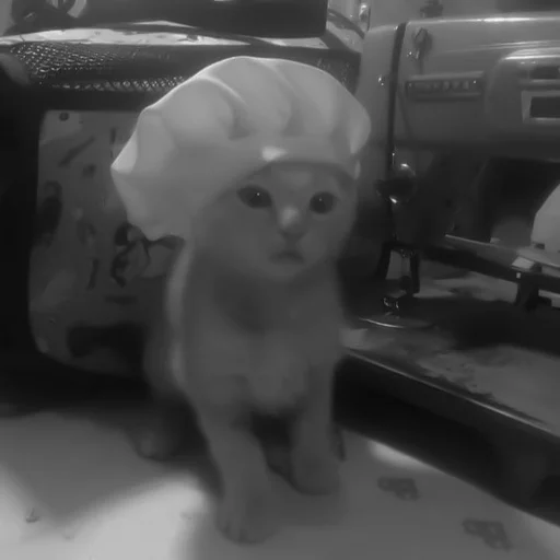 🐈‍⬛️ Стикер «котики няшки» для Telegram