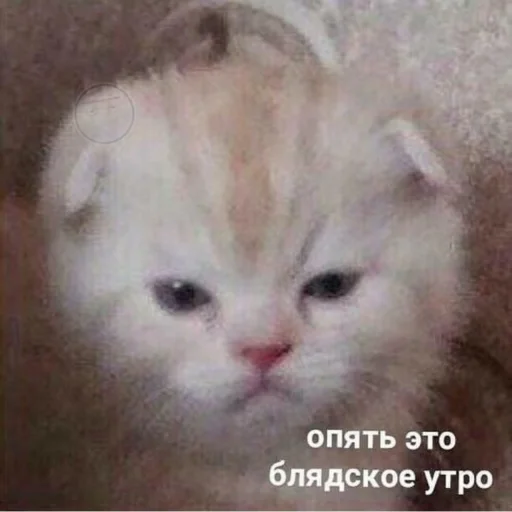 Стикерпак Кися для Telegram — скачать