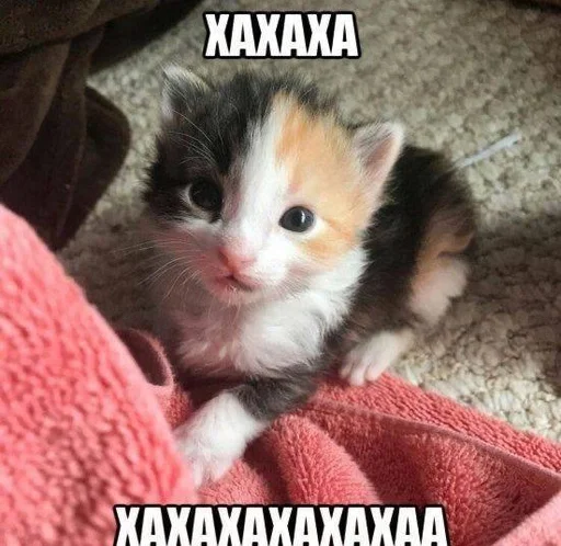 ☠️ Стикер «котейки» для Telegram