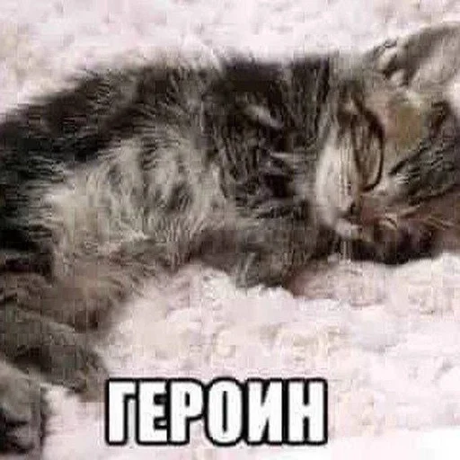 ❤️ Стикер «котейки» для Telegram