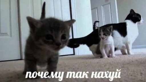 Стикерпак котейки для Telegram — скачать