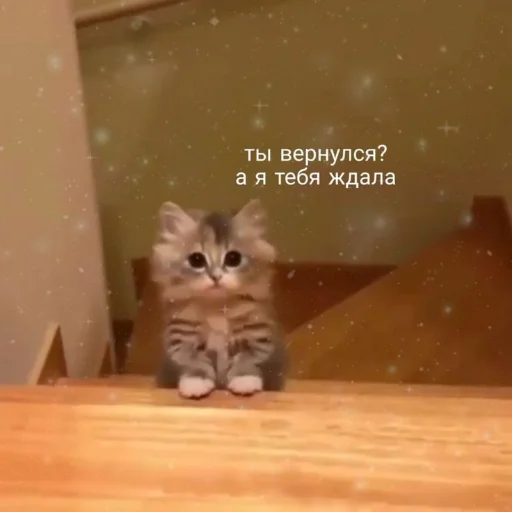 🥹 Стикер «kitiiiiiikiiiii» для Telegram