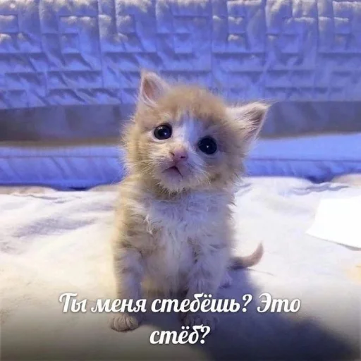 🥺 Стикер «kitiiiiiikiiiii» для Telegram