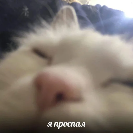 😴 Стикер «kitiiiiiikiiiii» для Telegram