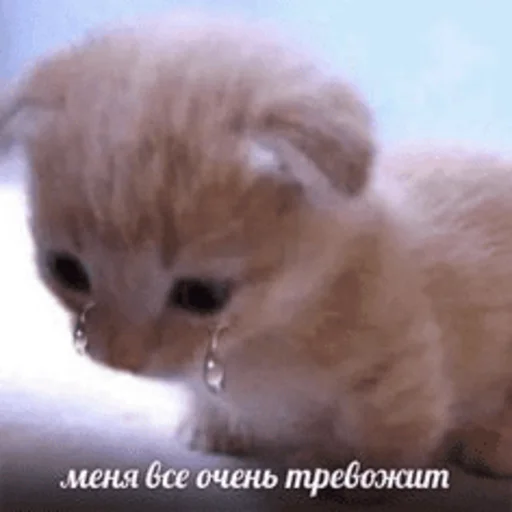 😪 Стикер «Китики» для Telegram